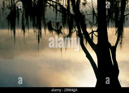 Baldcipresso all'alba (Taxodium distichum) con muschio spagnolo (Tillandsia usneoides) presso Silver Lake, Withlacoochee State Forest, Florida Foto Stock