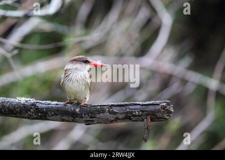 kingfisher con cappuccio marrone (Halcyon albiventris) sul suo ramo di appollaiatura nella riserva di caccia di Amakhala, Capo Orientale, Sudafrica. Kingfisher con testa marrone acceso Foto Stock