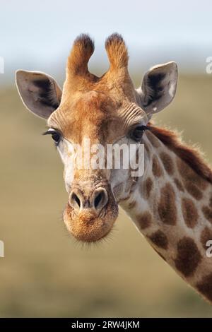 Ritratto di una giraffa (Giraffa camelopardalis) in Amakhala Game Reserve, Capo Orientale, Sudafrica. Ritratto di una giraffa nel gioco Amakhala Foto Stock