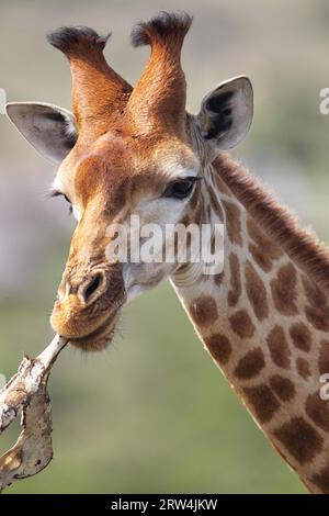 Giraffa (Giraffa camelopardalis) che masticano un osso nella riserva di caccia di Amakhala, Capo Orientale, Sudafrica. Giraffa masticando un osso in Amakhala Game Foto Stock