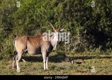 Eland con un picchio sul collo nella riserva di caccia di Amakhala, Sudafrica. Eland comune (Taurotragus oryx) con un tritatutto di larve sul collo Foto Stock