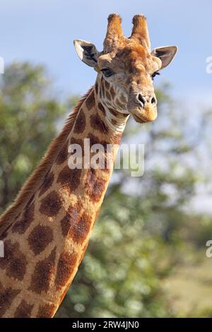 Ritratto di una giraffa (Giraffa camelopardalis) in Amakhala Game Reserve, Capo Orientale, Sudafrica. Ritratto di una giraffa nel gioco Amakhala Foto Stock