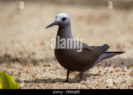 Noddy minore (Anous tenuirostris) su Seychelles Island Cousin Foto Stock