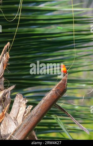 Fogna rossa (Foudia madagascariensis) seduta su una palma a Praslin, Seychelles Foto Stock