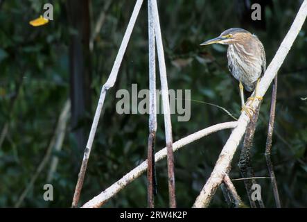 Verde-backed heron, GV Ding Darling National Wildlife Refuge, Florida Foto Stock