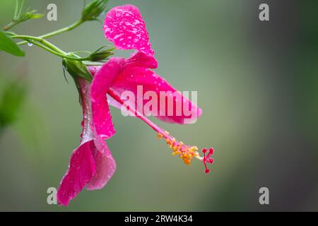 L'ibisco rosa fiorisce sotto la pioggia a Praslin, Seychelles Foto Stock