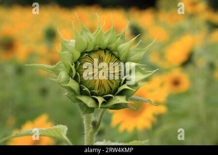 Girasole semi-aperto, da vicino, campo di girasole di fondo con profondità di campo Foto Stock