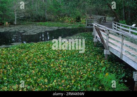 Passeggiata sul lungomare al lago Lettuce, Corkscrew Swamp Sanctuary, Florida Foto Stock