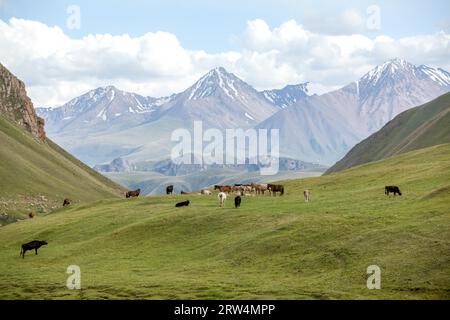 Gruppo di animali da fattoria che pastano nelle montagne di Tien Shan, in Kirghizistan Foto Stock