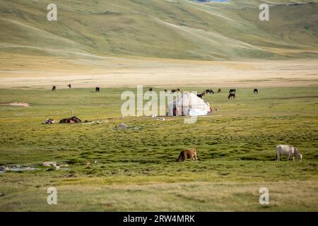 Animali da fattoria che pastano vicino a Yurta, in Kirghizistan Foto Stock