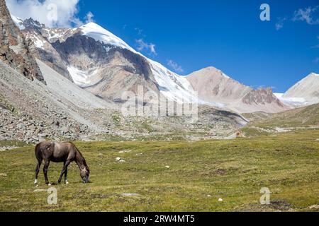 Cavallo al pascolo vicino ghiacciaio in alta montagna Foto Stock