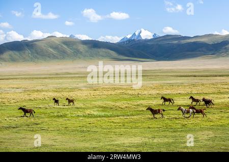 Allevamento di cavalli in esecuzione galoppo in montagna Foto Stock