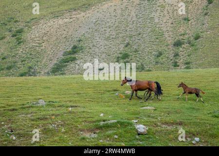 Bay a cavallo con due piccoli puledri Foto Stock