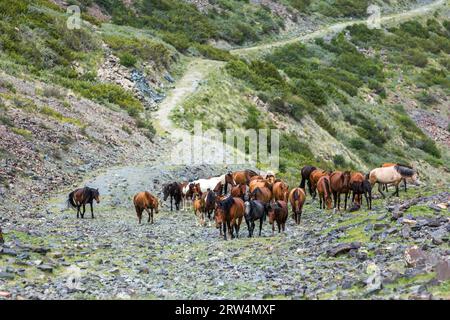 Grande gruppo di cavalli salendo su terreni sassosi strada di montagna Foto Stock