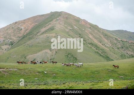 Gruppo di cavalli di andare da qualche parte lontano Foto Stock