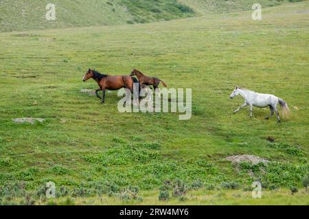 Allevamento di cavalli in esecuzione in campo verde Foto Stock