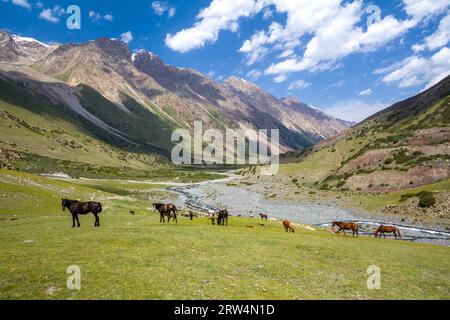 Allevamento di cavalli che pascolano in Tien Shan montagne, Kirghizistan Foto Stock