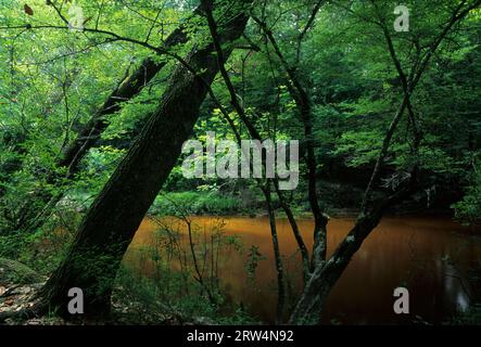 Sandy Creek, Ponce de Leon Springs State Park, Florida Foto Stock