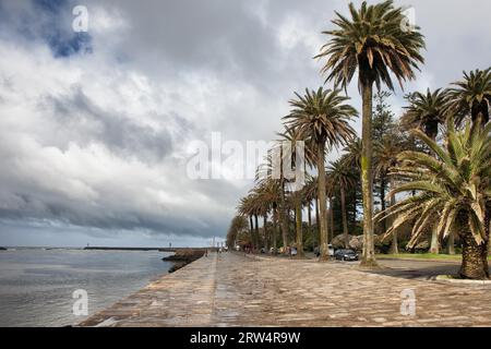 Passeggiata con palme alla foce del fiume Douro nel quartiere Foz di Oporto in Portogallo Foto Stock