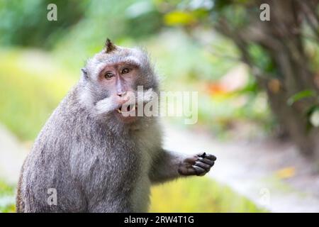 Una scimmia tiene d'occhio i suoi dintorni nella Monkey Forest, Ubud, Bali, Indonesia Foto Stock