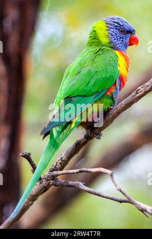 Un solo lorikeet arcobaleno attende il cibo a Victoria, Australia Foto Stock