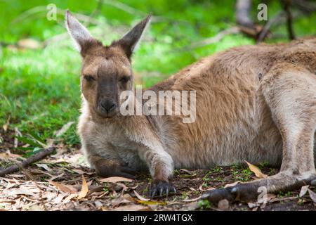 Un canguro riposa nel bel mezzo del sole di mezzogiorno a Victoria, Australia Foto Stock