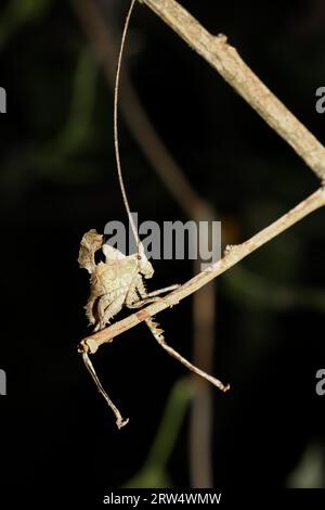 Katydid foglia in Costa Rica Foto Stock