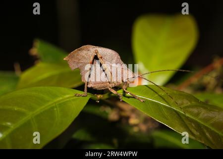 Katydid foglia è seduta su una foglia nella foresta pluviale Foto Stock