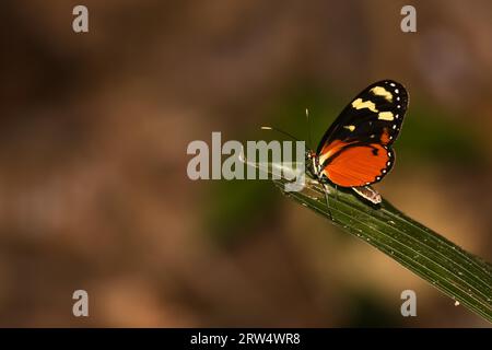 Butterfly nella foresta pluviale del Costa Rica Foto Stock