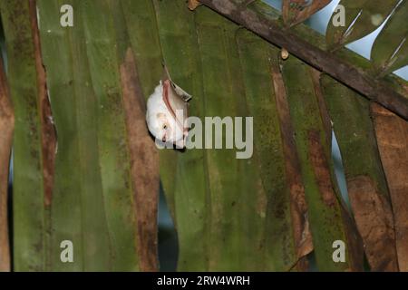 Honduregno bat bianco appeso a un ramo di Palm Foto Stock