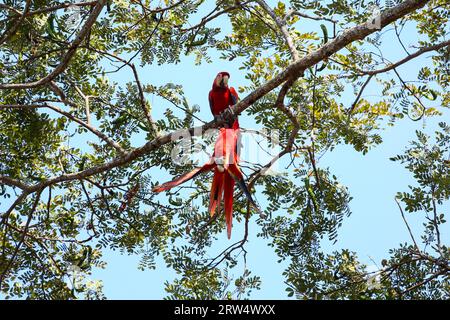 Scarlet Macaws giocando nel treetop Foto Stock