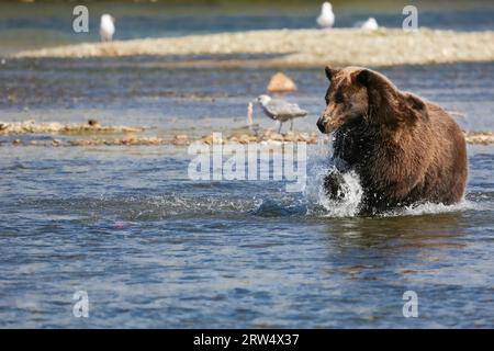 Orso bruno dell'Alaska (orso grizzly) pesca del salmone di Sockeye, gabbiano con pesci sullo sfondo, M. Foto Stock