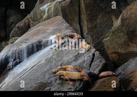 Gruppo stellare di leoni di mare in appoggio sulle rocce, il Parco nazionale di Kenai Fjords, Alaska Foto Stock