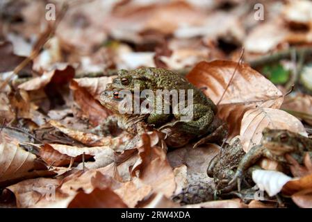 Migrazione dei rospi verso il lago nella foresta Foto Stock