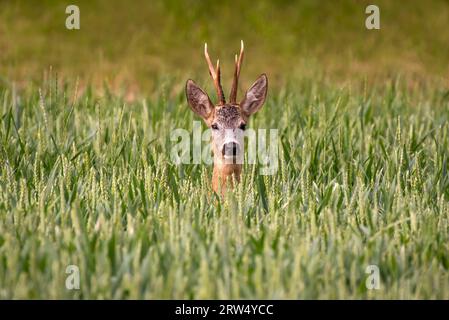 Capriolo europeo (Capreolus capreolus), maschio, in piedi in un campo di grano, Burgenland, Austria Foto Stock