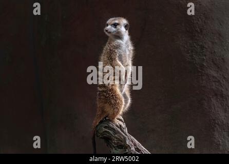 Il meerkat è una specie di mammifero della famiglia delle manguste. I meerkat vivono nelle regioni secche dell'Africa meridionale. Vivono in gruppi da quattro a nove Foto Stock