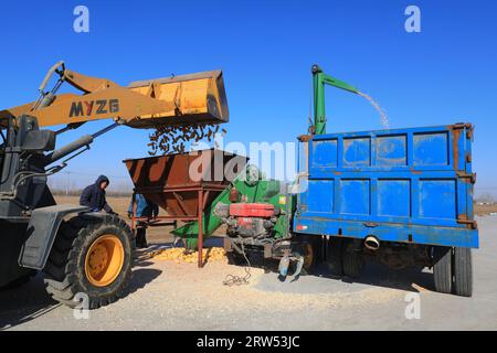 I macchinari agricoli caricano il mais nell'azienda agricola Foto Stock