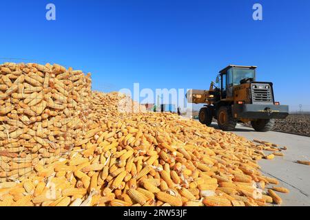 I macchinari agricoli caricano il mais nell'azienda agricola Foto Stock