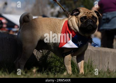 Santiago, metropolitana, Cile. 16 settembre 2023. Un cane indossa una sciarpa con bandiera cilena durante le celebrazioni del giorno dell'indipendenza a Santiago, Cile. (Immagine di credito: © Matias Basualdo/ZUMA Press Wire) SOLO USO EDITORIALE! Non per USO commerciale! Foto Stock