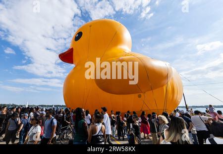 Toronto, Canada. 16 settembre 2023. Un'anatra gigante di gomma gialla è stata vista durante il Toronto Waterfront Festival 2023 a Toronto, in Canada, il 16 settembre 2023. Un'anatra di gomma gialla gigante a sei piani è esposta qui da sabato a domenica. Crediti: Zou Zheng/Xinhua/Alamy Live News Foto Stock