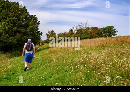 Un uomo cammina lungo il ripido pendio attraverso un prato di fiori selvatici fino a Bow Hill nella Kingsley vale National Nature Reserve, West Sussex, Inghilterra Foto Stock