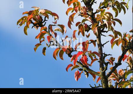 L'autunno sta arrivando. Foglie colorate sul ramo della pera isolato su sfondo blu del cielo. Giornata soleggiata. Foto d'atmosfera di fine estate. Foto Stock