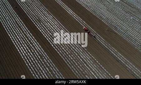 Gli agricoltori guidano trattori per coltivare taro di plastica nei campi della pianura della Cina settentrionale Foto Stock