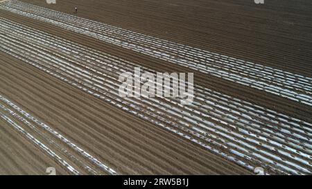 Gli agricoltori guidano trattori per coltivare taro di plastica nei campi della pianura della Cina settentrionale Foto Stock