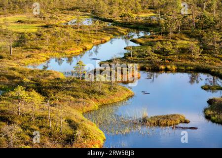 Spettacolare palude di Mannikjarve nella riserva naturale di Endla circondata da piscine e isolotti con alberi di pino in una soleggiata giornata estiva, Estonia Foto Stock