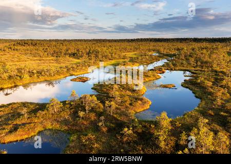 Spettacolare palude di Mannikjarve nella riserva naturale di Endla circondata da piscine e isolotti con alberi di pino in una splendida luce serale, Estonia Foto Stock