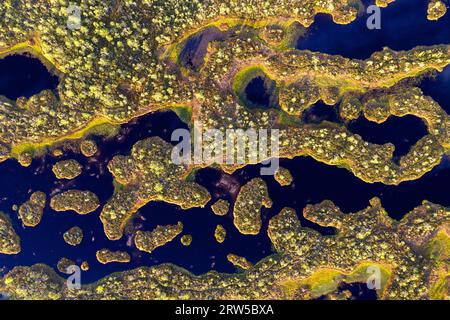 Vista aerea del Mannikjarve bog piscine e le isolette in Endla Riserva Naturale, Jogevamaa County, Estonia Foto Stock