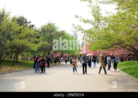 Pechino, Cina - 10 aprile 2021: I ciliegi in fiore nel Parco Yuyuantan di Pechino. Foto Stock