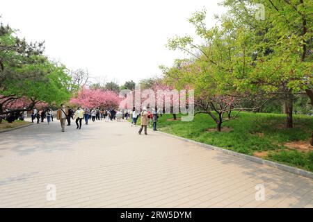 Pechino, Cina - 10 aprile 2021: I ciliegi in fiore nel Parco Yuyuantan di Pechino. Foto Stock