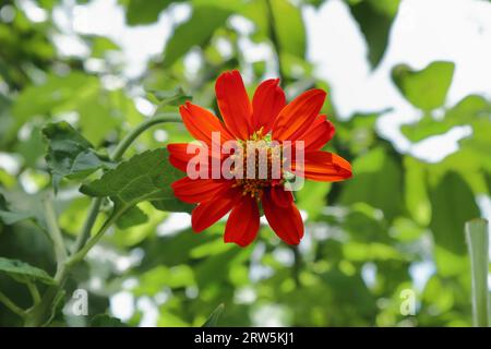 Vista dal basso angolo di un fiore di girasole messicano di colore arancione (Tithonia Diversifolia) nel giardino Foto Stock